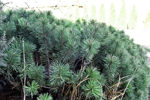 Juniper tree branch texture green needle background. Juniperus communis bush Stock Photos