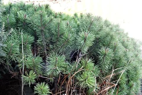 Juniper tree branch texture green needle background. Juniperus communis bush Stock Photos