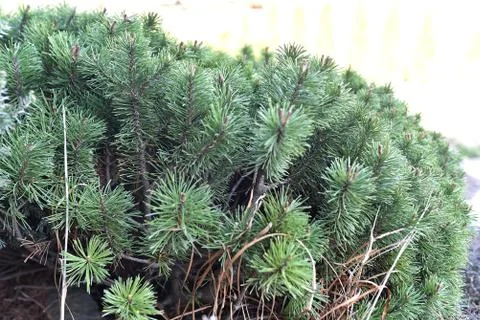Juniper tree branch texture green needle background. Juniperus communis bush Stock Photos
