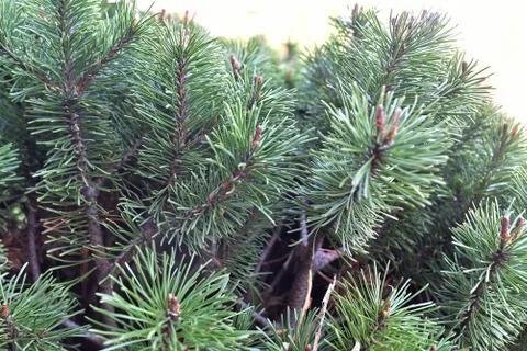 Juniper tree branch texture green needle background. Juniperus communis bush Stock Photos