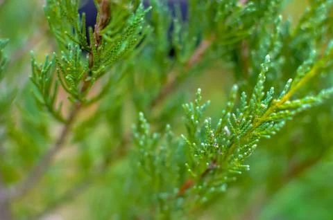 Juniper tree branch texture green needle background defocused close-up Stock Photos