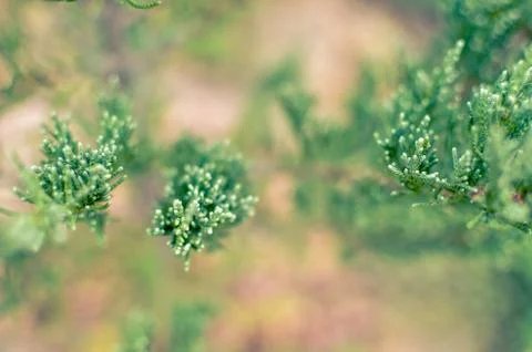 Juniper tree branch texture green needle background defocused close-up Foto stock