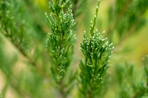 Juniper tree branch texture green needle background defocused close-up Stock Photos