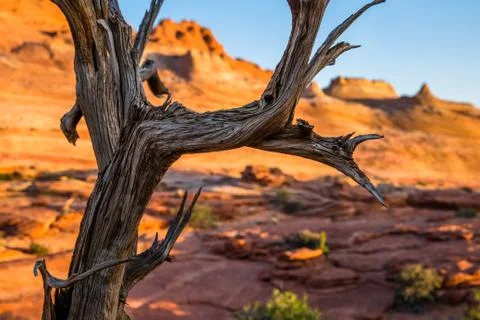 Juniper tree branches and bright orange sandstone slickrock at sunrise in Sou Stock Photos