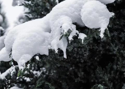Juniper tree branches are covered in white snow. Christmas and New Year's Eve Foto stock