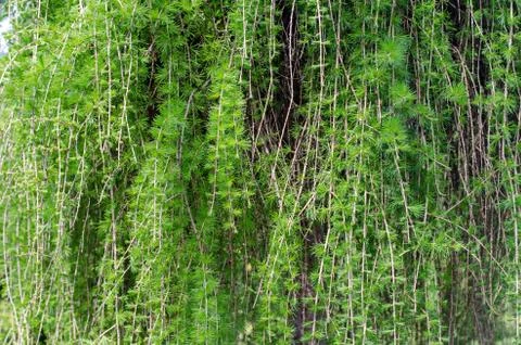 Juniper tree branches Stock Photos