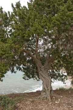 Juniper tree close-up view Stock Photos