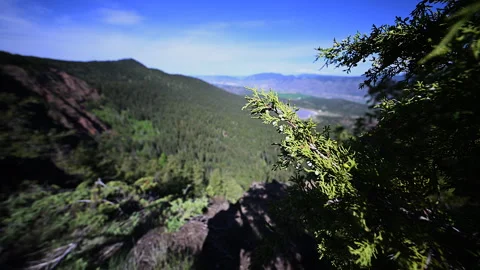 Juniper tree closeup, wa, over viewscape, 4k Stock Footage 275185238