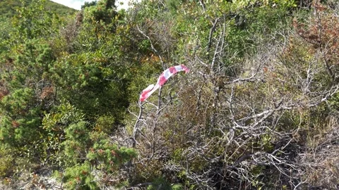 Juniper tree on a coastal cliff with a hiking trail marker overlooking the .. Stock Footage 339967953