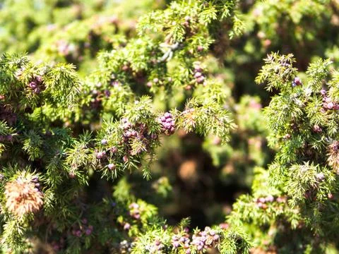 Juniper tree with cones on the branches 스톡 사진