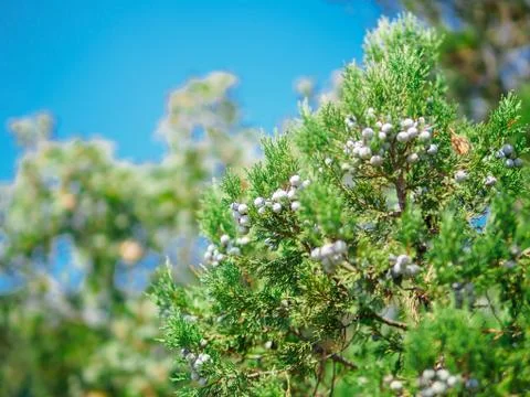 Juniper tree with cones on the branches 스톡 사진