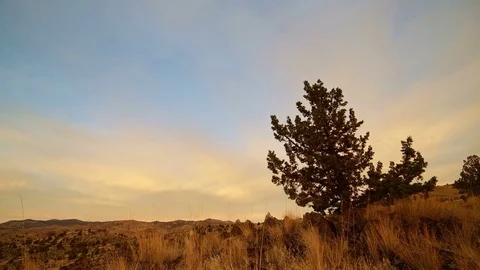 Juniper tree at dawn against overcast sky Stock Footage 81754047