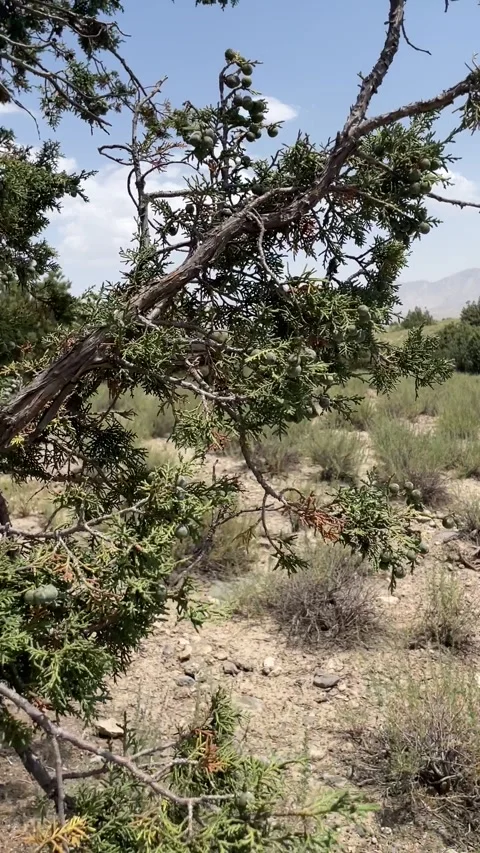 Juniper tree Stock Footage 280242528