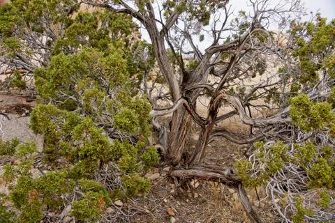 Juniper tree in Joshua Tree National Park Stock Photos