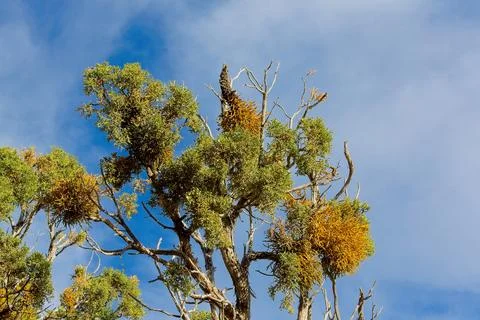 Juniper tree Juniperus communis L. (Cupressaceae), with Mistletoe, Stock Photos
