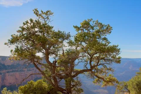 Juniper tree Juniperus communis L. (Cupressaceae) Stock Photos