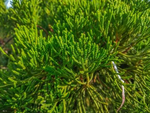 Juniper tree leaves. close-up view Foto stock