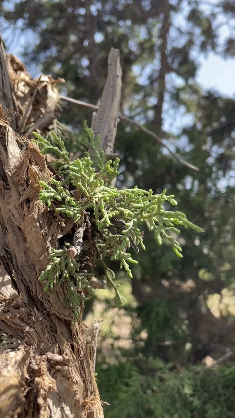 Juniper tree leaves Stock Footage 280242254