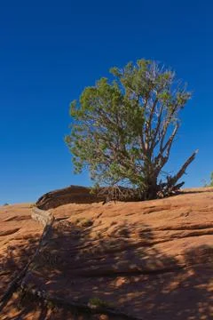 Juniper tree with long root trailing down a cliff, Canyon de Chelly, Arizona Stock Photos