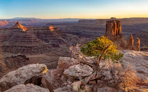 Juniper Tree at Marlboro Point Stock Photos