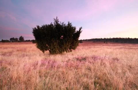 Juniper tree on meadow with heather Stock Photos