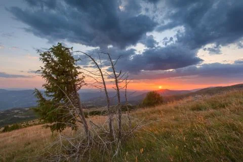 Juniper tree on mountain with beautiful sunset in background Stock Photos