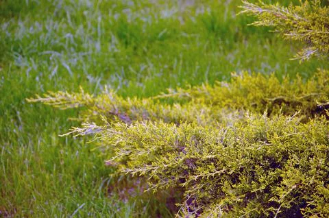 Juniper tree nature texture background. Evergreen coniferous juniper green br Stock Photos
