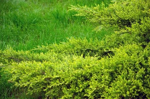 Juniper tree nature texture background. Evergreen coniferous juniper green br Stock Photos