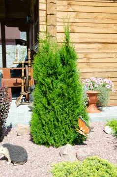 Juniper tree nature texture background. Evergreen coniferous juniper green br Stock Photos