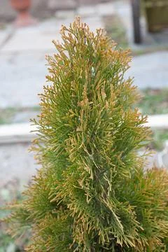Juniper tree nature texture background. Evergreen coniferous juniper green br Stock Photos