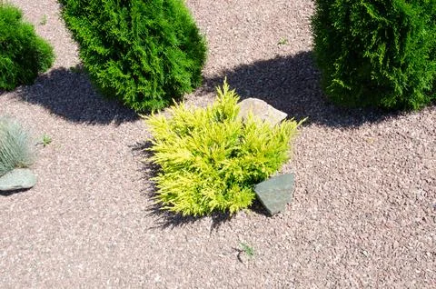 Juniper tree nature texture background. Evergreen coniferous juniper green br Stock Photos