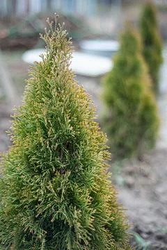 Juniper tree nature texture background. Evergreen coniferous juniper green br Stock Photos