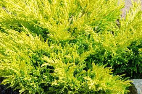 Juniper tree nature texture background. Evergreen coniferous juniper green .. Foto stock