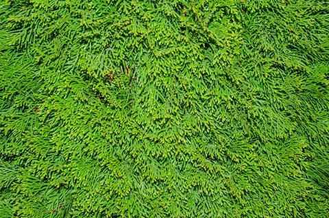 Juniper tree nature texture background. Evergreen coniferous juniper green .. Stock Photos