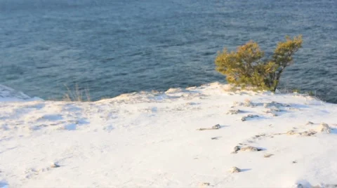 Juniper Tree With Ocean Background Stock Footage 953856