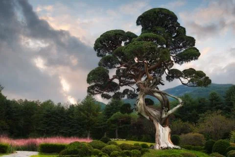 Juniper Tree Stock Photos