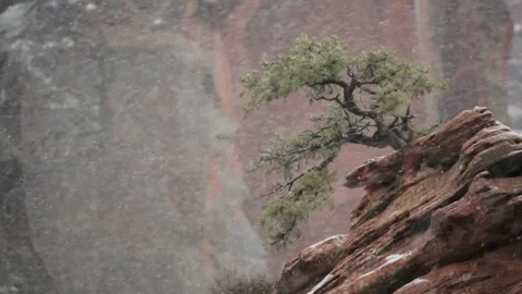 Juniper tree in a snow storm Stock Footage 147769434