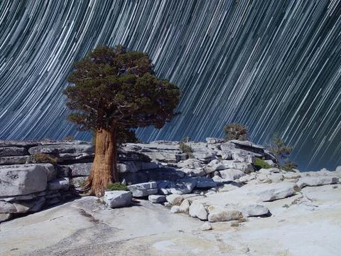 A juniper tree with star trails in the night sky with the forground lite by.. Fotos Stock
