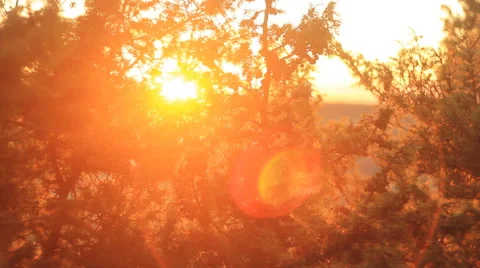 Juniper tree in sunset Stock Footage 45286506
