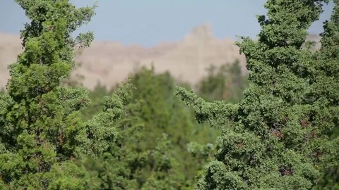 Juniper Trees to Badlands Stock Footage 79544544