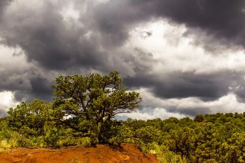 Juniper trees in Garden of the Gods with dramatic sky Foto stock