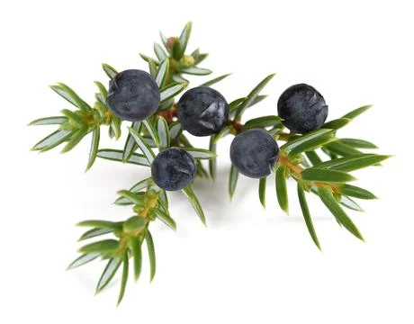 Juniper twig with berries Stock Photos