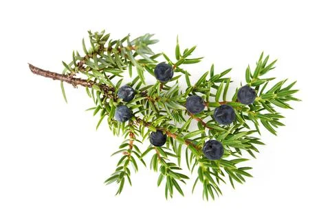 Juniper twig with berries Stock Photos