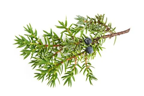 Juniper twig with berries Foto stock