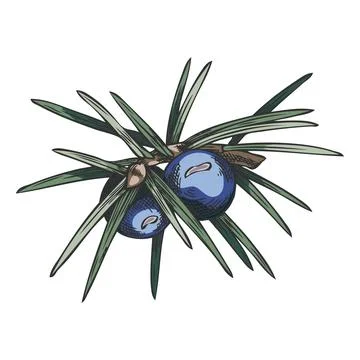 Juniper twig with blue berries vector hand drawn illustration, forest conifer Stock Illustration
