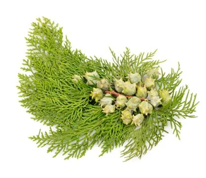 Juniper, twig with cones, close up, isolated Stock Photos