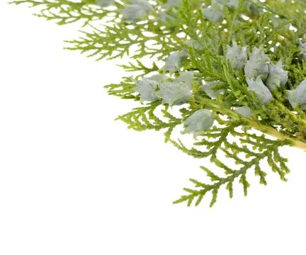 Juniper, twig with cones, close up, isolated Stock Photos