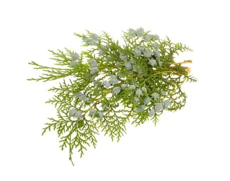 Juniper, twig with cones, close up, isolated Stock Photos