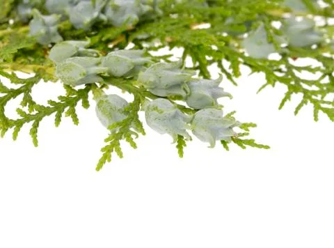 Juniper, twig with cones, close up, isolated Stock Photos