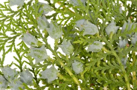 Juniper, twig with cones, close up, isolated Stock Photos